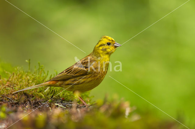 Geelgors (Emberiza citrinella)