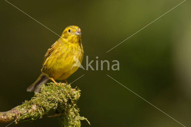 Geelgors (Emberiza citrinella)