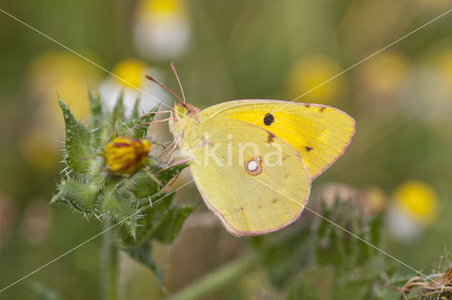 Pale Clouded Yellow (Colias hyale)