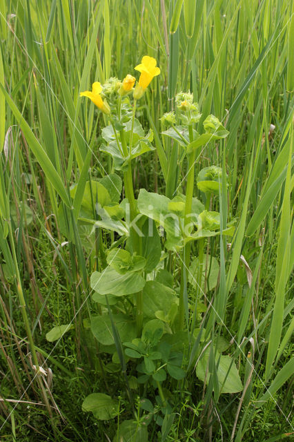 Large Yellow Monkeyflower (Mimulus guttatus)