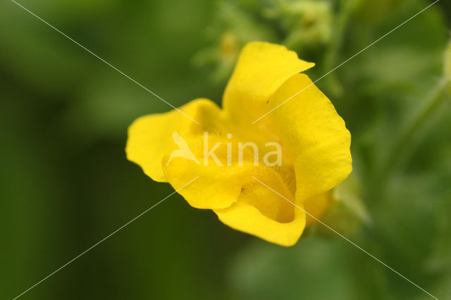 Large Yellow Monkeyflower (Mimulus guttatus)