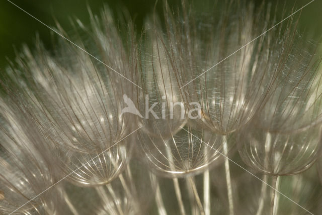 Gele morgenster (Tragopogon pratensis ssp. pratensis)