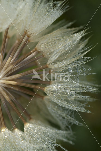 Gele morgenster (Tragopogon pratensis ssp. pratensis)