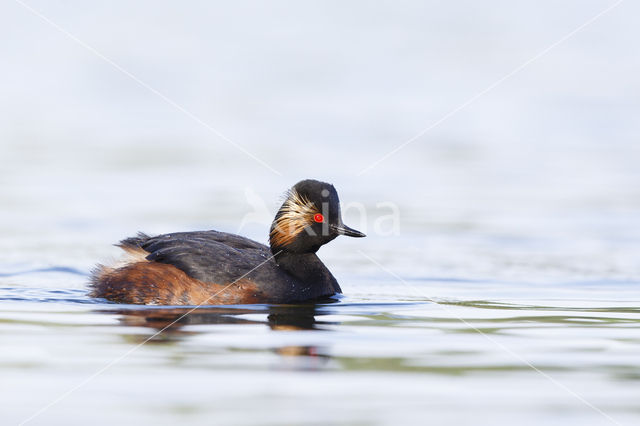 Black-necked Grebe (Podiceps nigricollis)