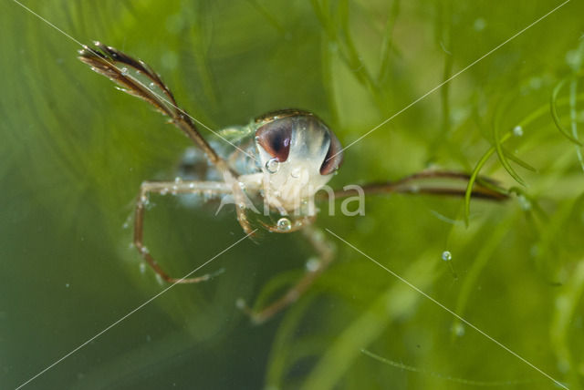 Gestippelde duikerwants (Corixa punctata)