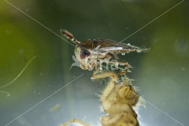 Waterboatman (Corixa punctata)