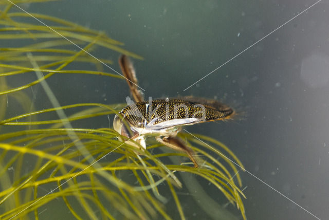 Gestippelde duikerwants (Corixa punctata)
