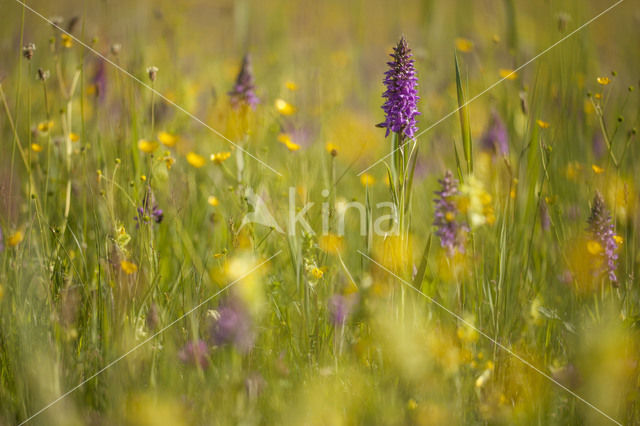 Gevlekte rietorchis (Dactylorhiza praetermissa var. junialis)