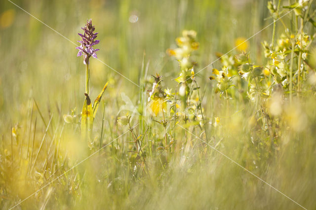 Gevlekte rietorchis (Dactylorhiza praetermissa var. junialis)