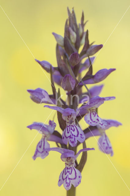 Gevlekte rietorchis (Dactylorhiza praetermissa var. junialis)