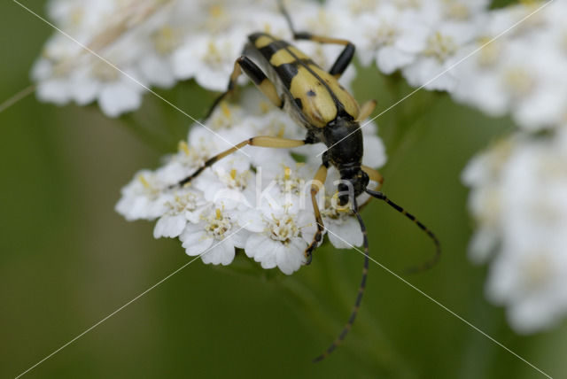 Spotted Longhorn Beetle (Leptura maculata)
