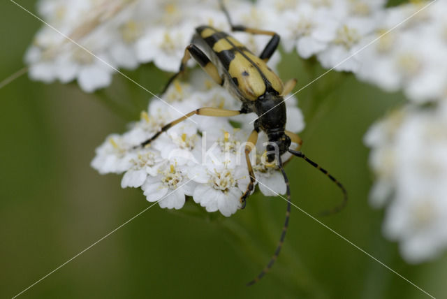 Gevlekte Smalbok (Leptura maculata)