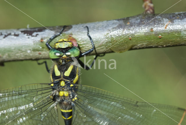 Golden-ringed Dragonfly (Cordulegaster boltonii)