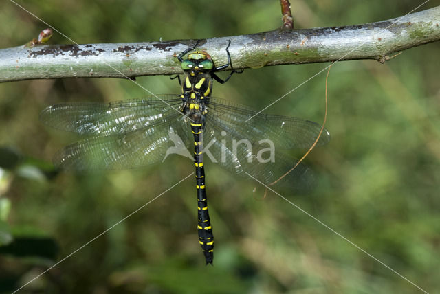 Golden-ringed Dragonfly (Cordulegaster boltonii)