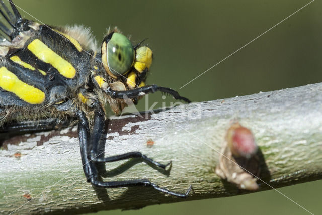 Golden-ringed Dragonfly (Cordulegaster boltonii)