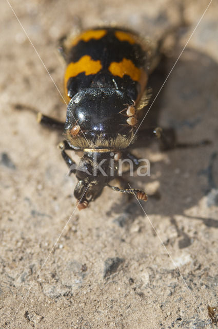 Common Burying beetle (Nicrophorus vespilloides)