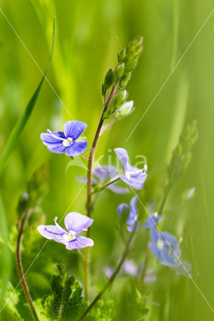 Germander Speedwell (Veronica chamaedrys)