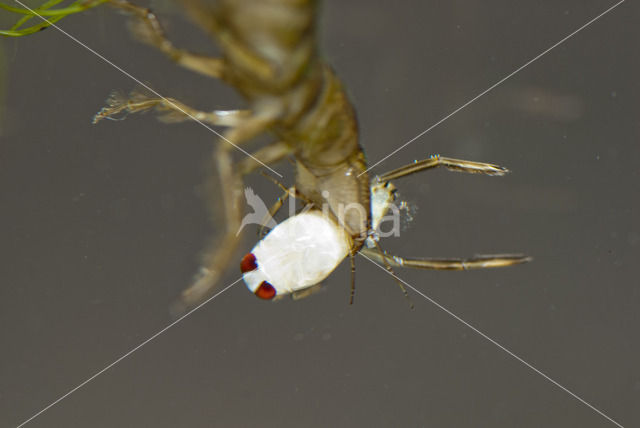 Great Diving Beetle (Dytiscus marginalis)