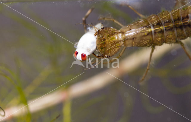 Great Diving Beetle (Dytiscus marginalis)