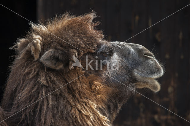 Gewone kameel (Camelus ferus)