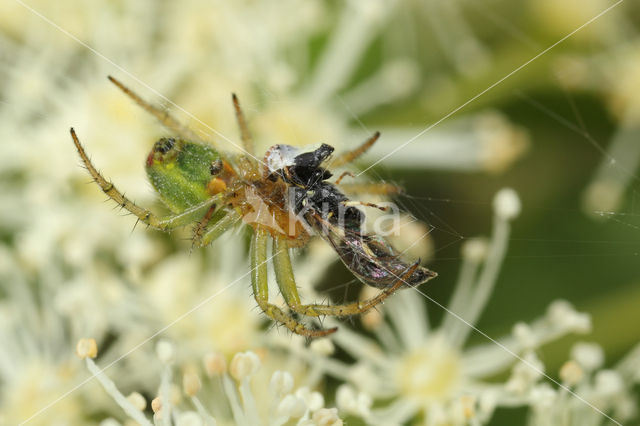 Gewone komkommerspin (Araniella cucurbitina)