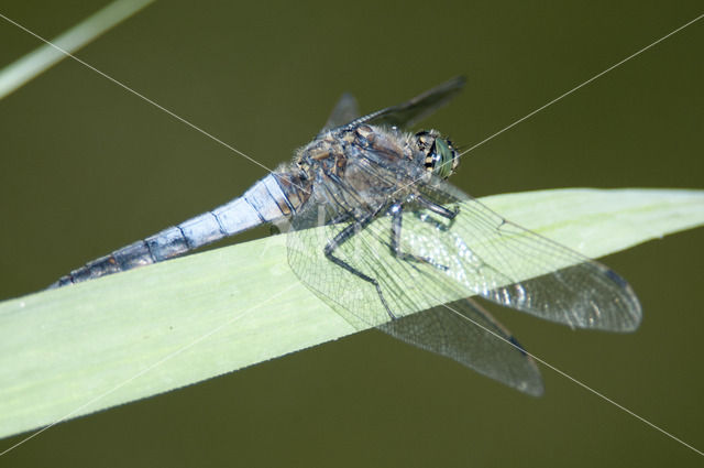 Black-tailed Skimmer (Orthetrum cancellatum)