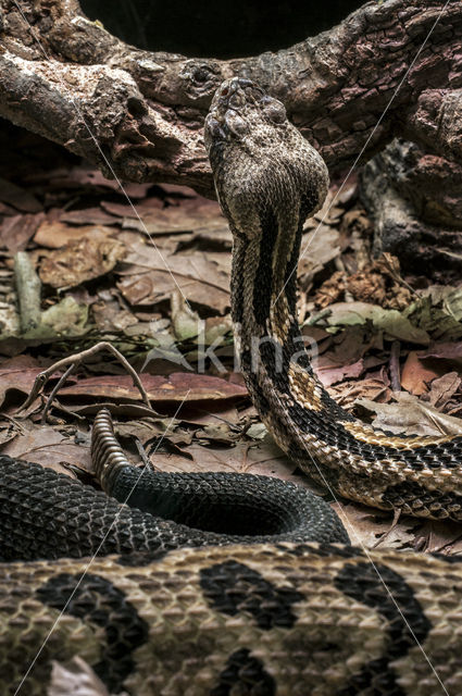 Gewone ratelslang (Crotalus horridus)