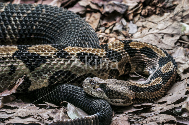 timber Rattlesnake (Crotalus horridus)