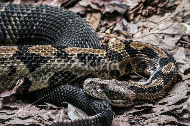 Gewone ratelslang (Crotalus horridus)