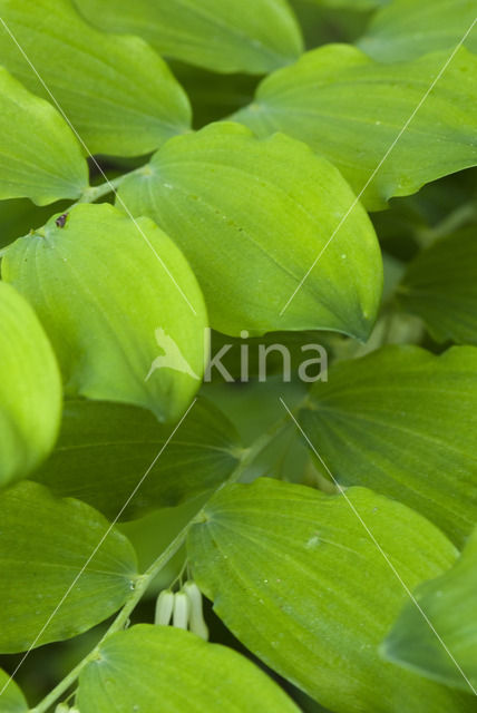 Solomon's seal (Polygonatum multiflorum)