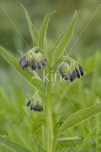 Gewone smeerwortel (Symphytum officinale)