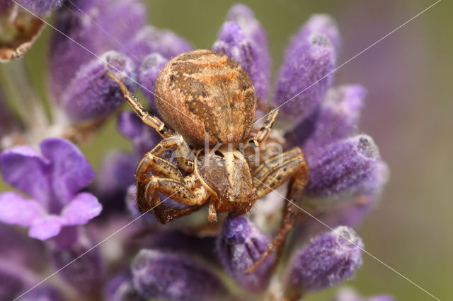 Crab spider (Xysticus cristatus)