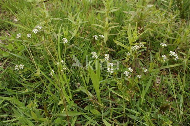 Gewone veldsla (Valerianella locusta)