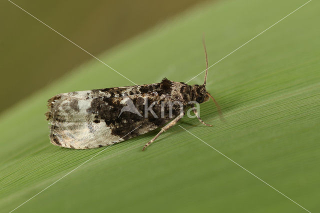 green budworm (Hedya nubiferana)