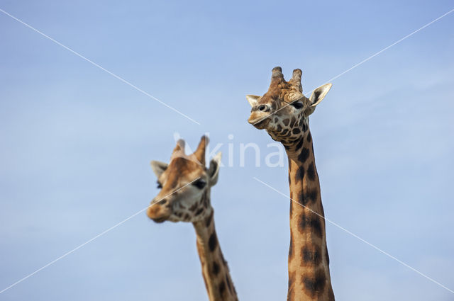 Southern giraffe (Giraffa camelopardalis)