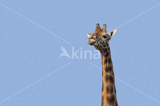 Giraffe (Giraffa camelopardalis)