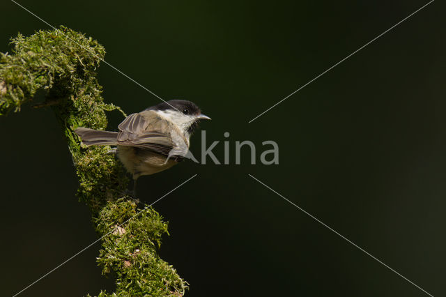 Glanskop (Parus palustris)