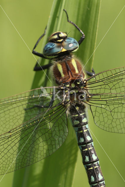 Hairy Dragonfly (Brachytron pratense)