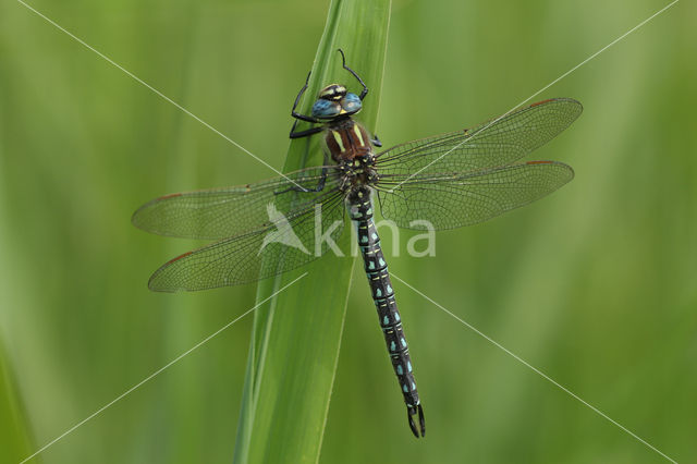 Hairy Dragonfly (Brachytron pratense)