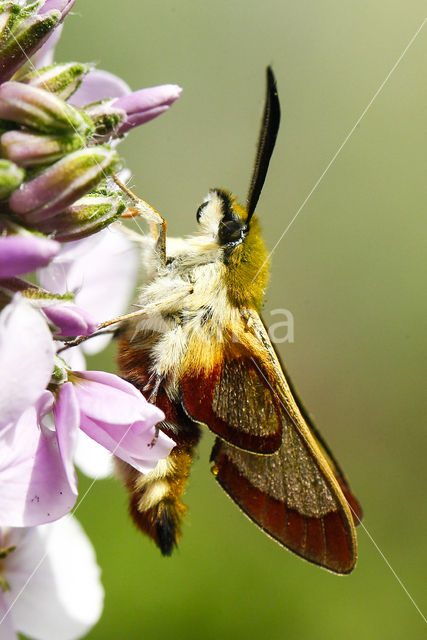 Broad-bordered Bee Hawk-moth (Hemaris fuciformis)
