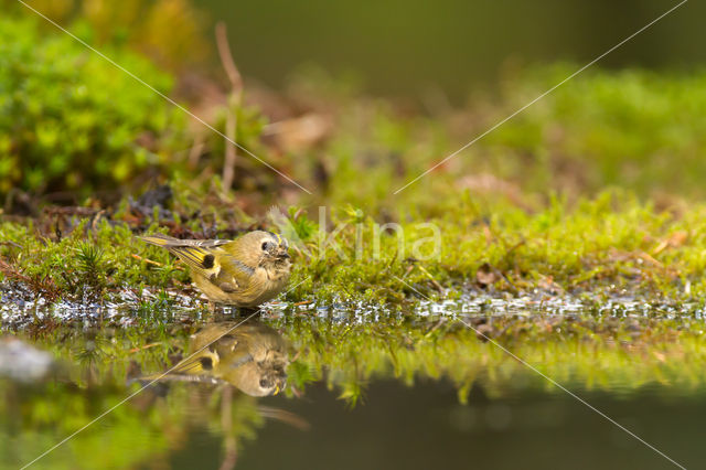 Goldcrest (Regulus regulus)