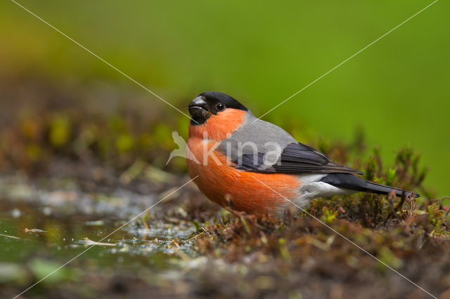 Eurasian Bullfinch (Pyrrhula pyrrhula)