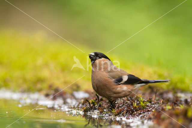 Eurasian Bullfinch (Pyrrhula pyrrhula)