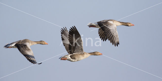 Grauwe Gans (Anser anser)