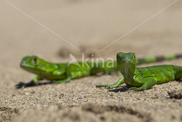 Groene leguaan (Iguana iguana)