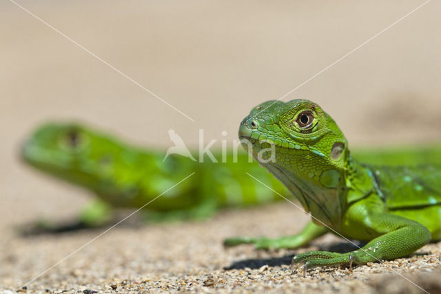 Groene leguaan (Iguana iguana)