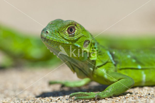 Groene leguaan (Iguana iguana)