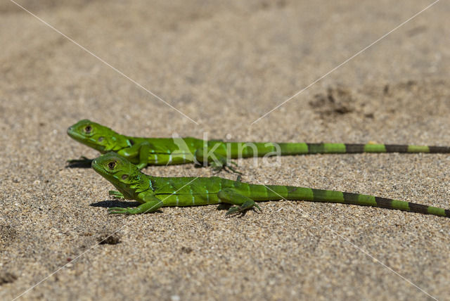 green iguana (Iguana iguana)