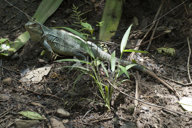 Groene leguaan (Iguana iguana)