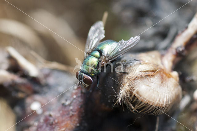 Groene vleesvlieg